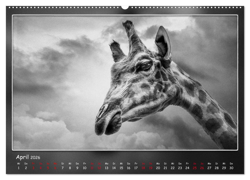 Tieren ins Gesicht geschaut (CALVENDO Premium Wandkalender 2026)