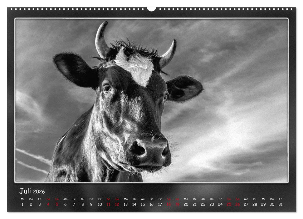 Tieren ins Gesicht geschaut (CALVENDO Premium Wandkalender 2026)