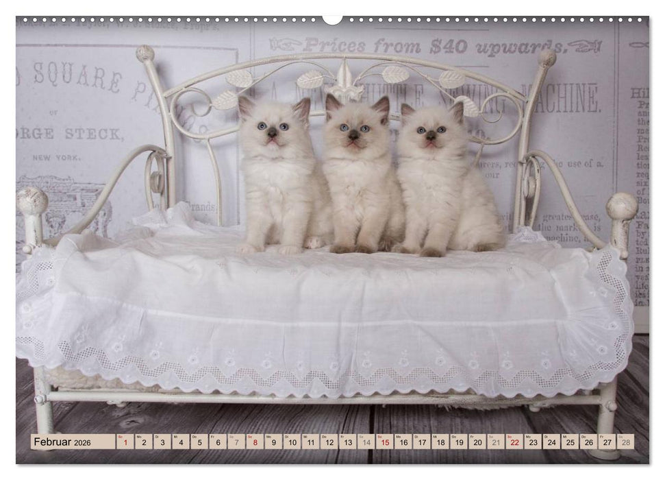 RAGDOLLS Impressionen aus der Kinderstube (CALVENDO Premium Wandkalender 2026)