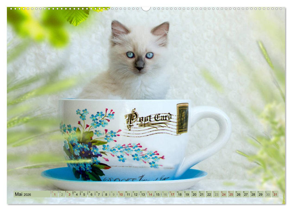 RAGDOLLS Impressionen aus der Kinderstube (CALVENDO Premium Wandkalender 2026)