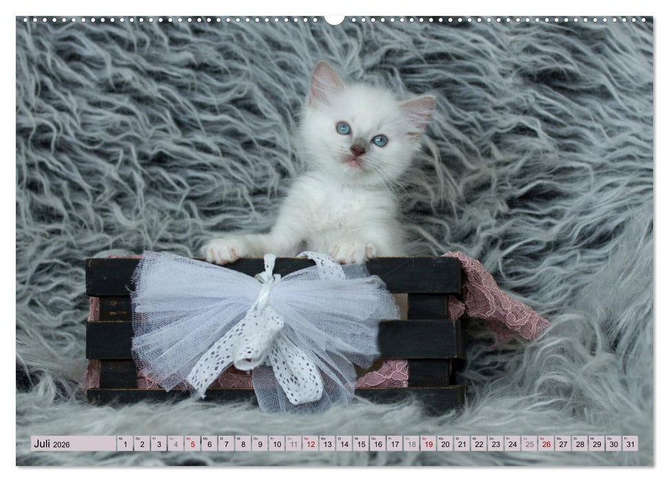 RAGDOLLS Impressionen aus der Kinderstube (CALVENDO Premium Wandkalender 2026)