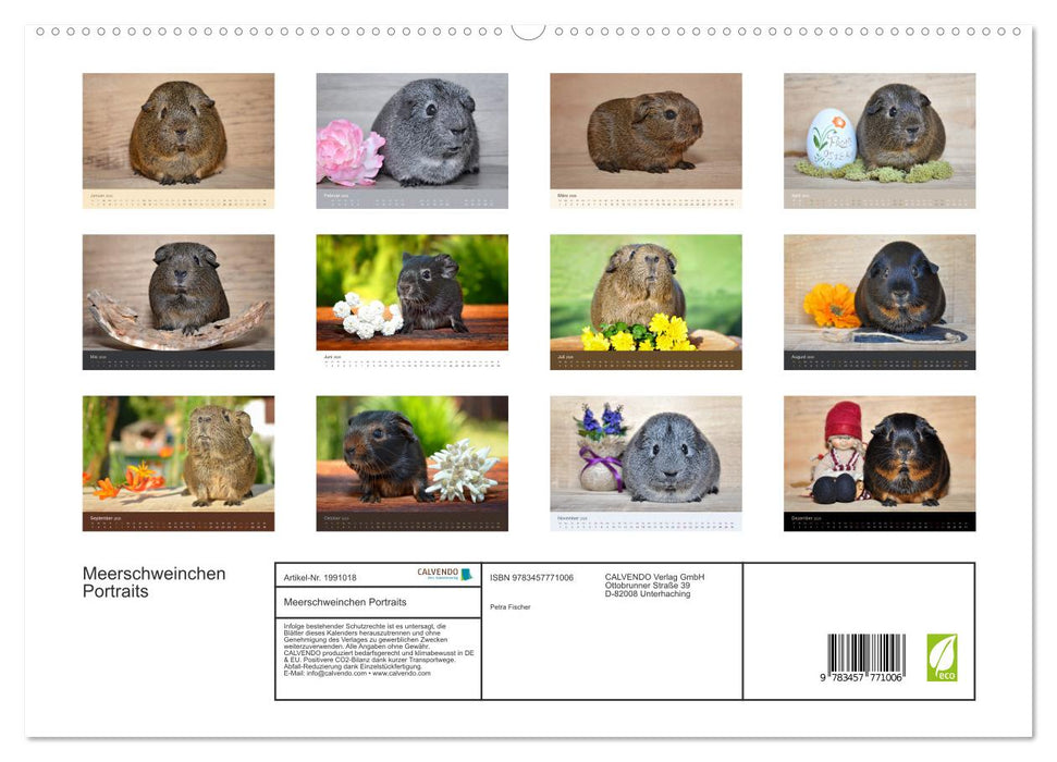Meerschweinchen Portraits (CALVENDO Premium Wandkalender 2026)