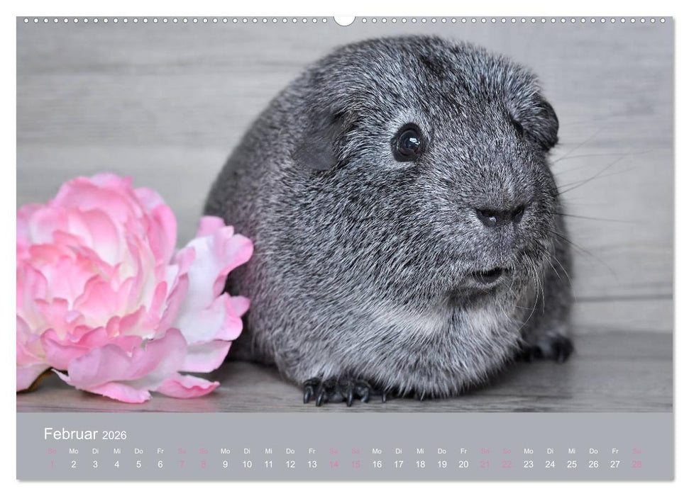 Meerschweinchen Portraits (CALVENDO Premium Wandkalender 2026)
