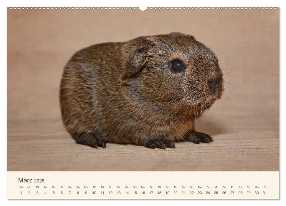 Meerschweinchen Portraits (CALVENDO Premium Wandkalender 2026)