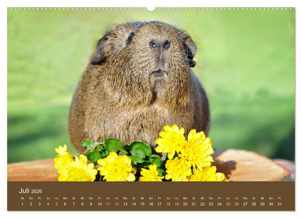 Meerschweinchen Portraits (CALVENDO Premium Wandkalender 2026)