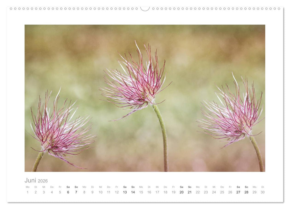 Blumen zart und schön (CALVENDO Premium Wandkalender 2026)