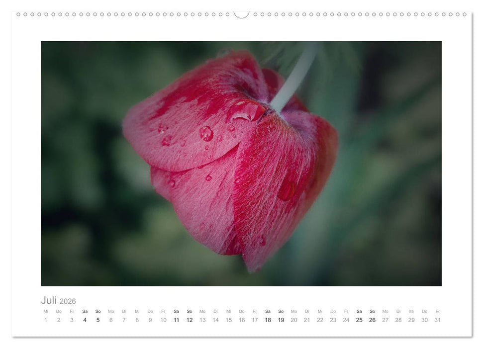Blumen zart und schön (CALVENDO Premium Wandkalender 2026)