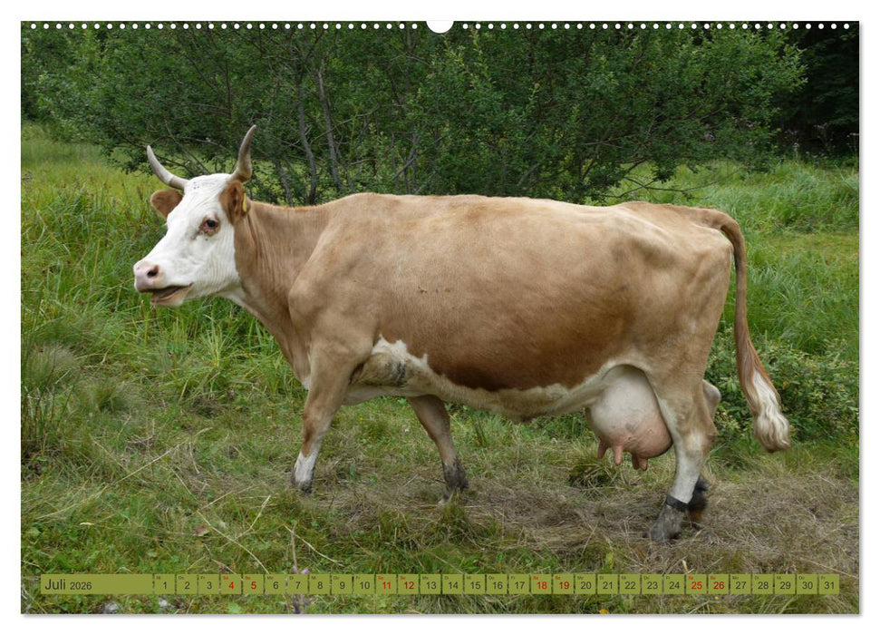 Schwarzwald-Kühe - Die Hinterwälder (CALVENDO Premium Wandkalender 2026)