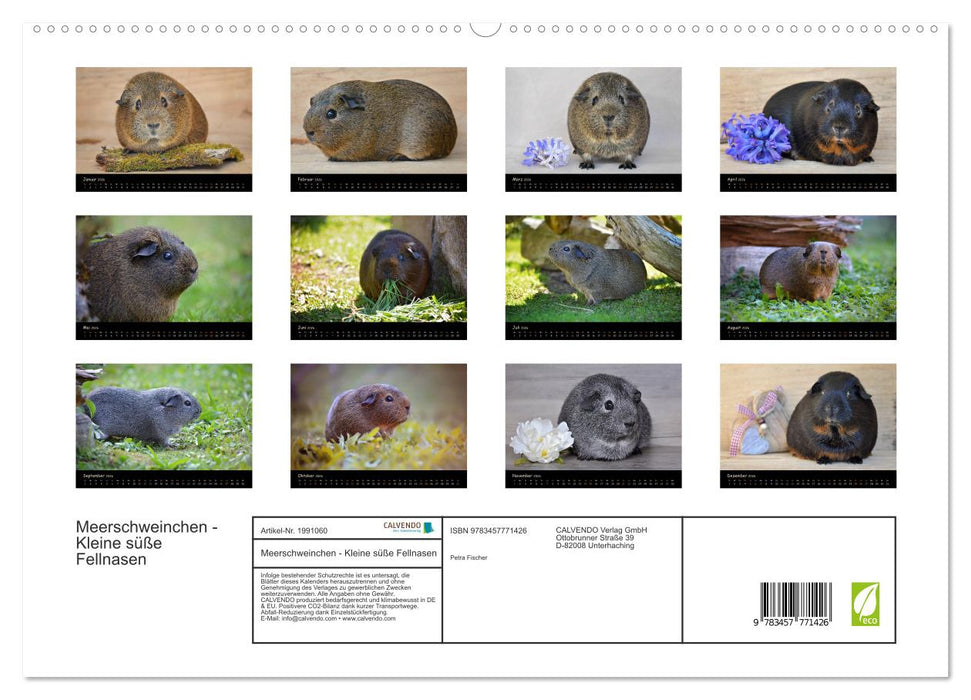 Meerschweinchen - Kleine süße Fellnasen (CALVENDO Premium Wandkalender 2026)