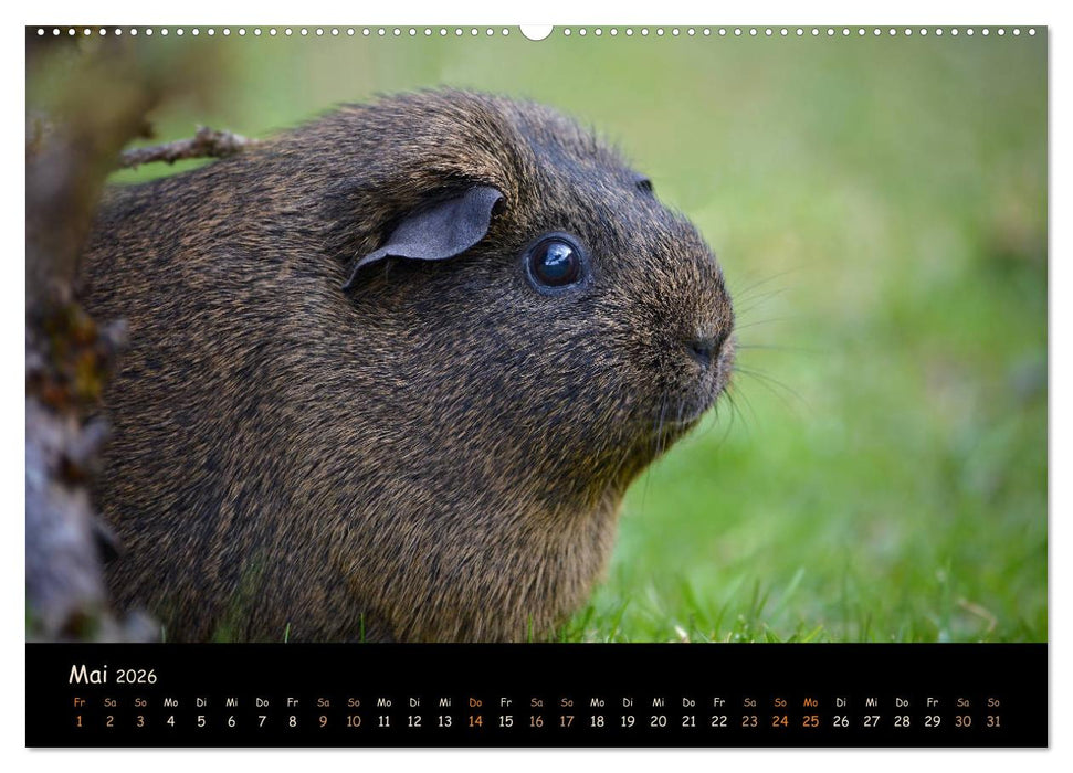 Meerschweinchen - Kleine süße Fellnasen (CALVENDO Premium Wandkalender 2026)