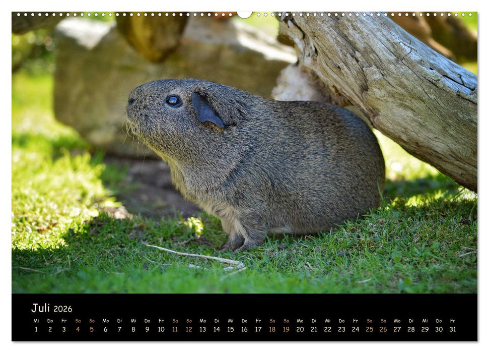 Meerschweinchen - Kleine süße Fellnasen (CALVENDO Premium Wandkalender 2026)