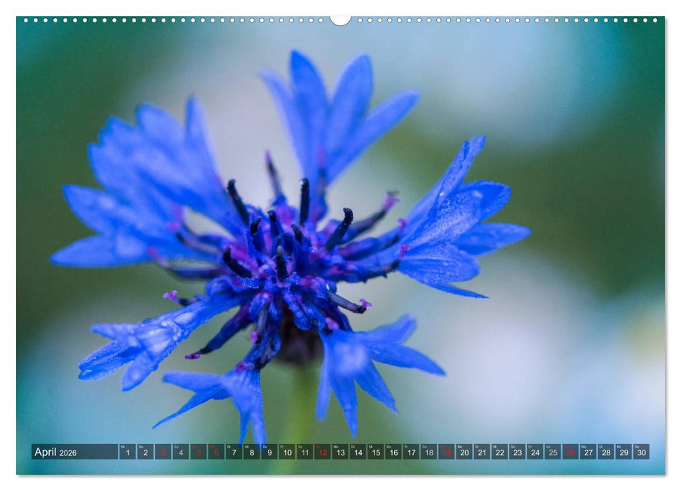 Feng Shui Farben - Element Wasser (CALVENDO Premium Wandkalender 2026)