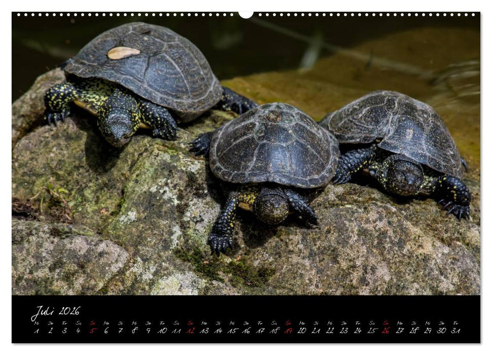 Tiergarten Nürnberg (CALVENDO Premium Wandkalender 2026)