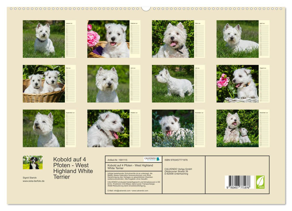 Kobold auf 4 Pfoten - West Highland White Terrier (CALVENDO Premium Wandkalender 2026)