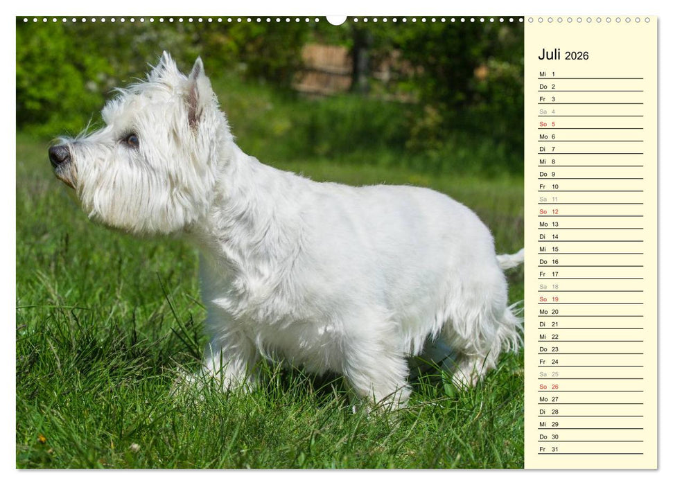 Kobold auf 4 Pfoten - West Highland White Terrier (CALVENDO Premium Wandkalender 2026)