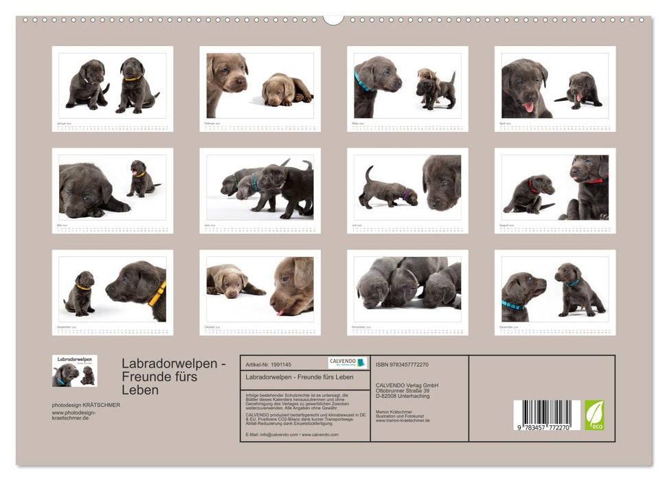 Labradorwelpen - Freunde fürs Leben (CALVENDO Premium Wandkalender 2026)