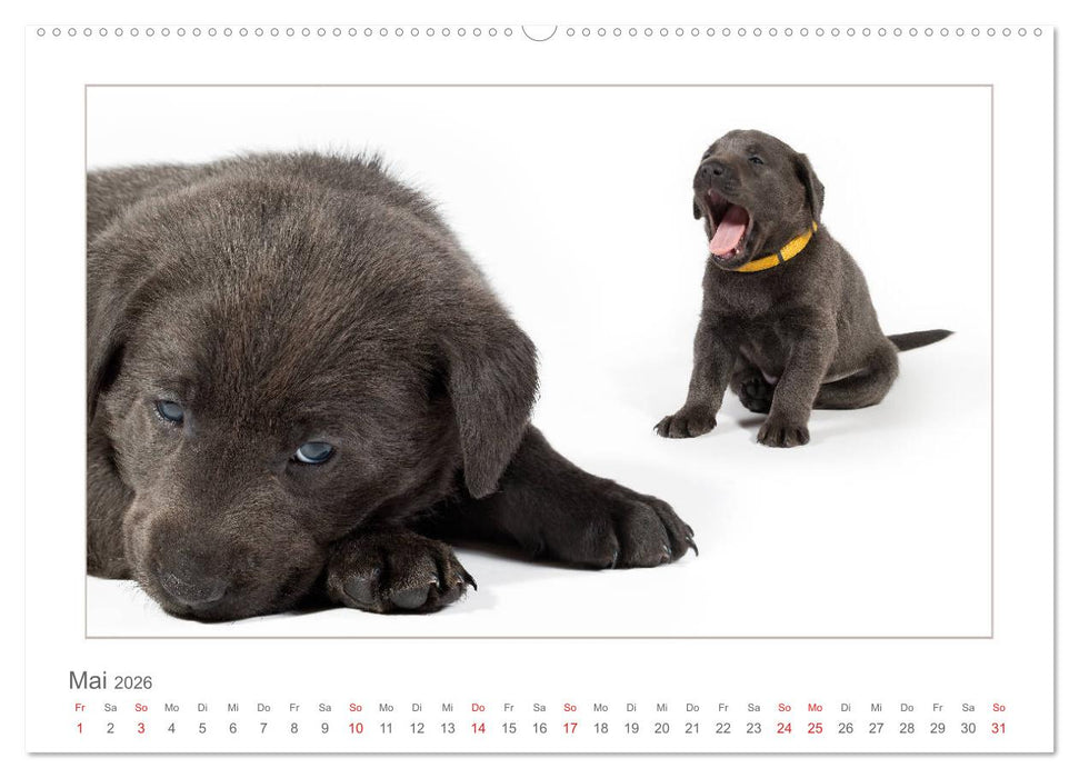 Labradorwelpen - Freunde fürs Leben (CALVENDO Premium Wandkalender 2026)