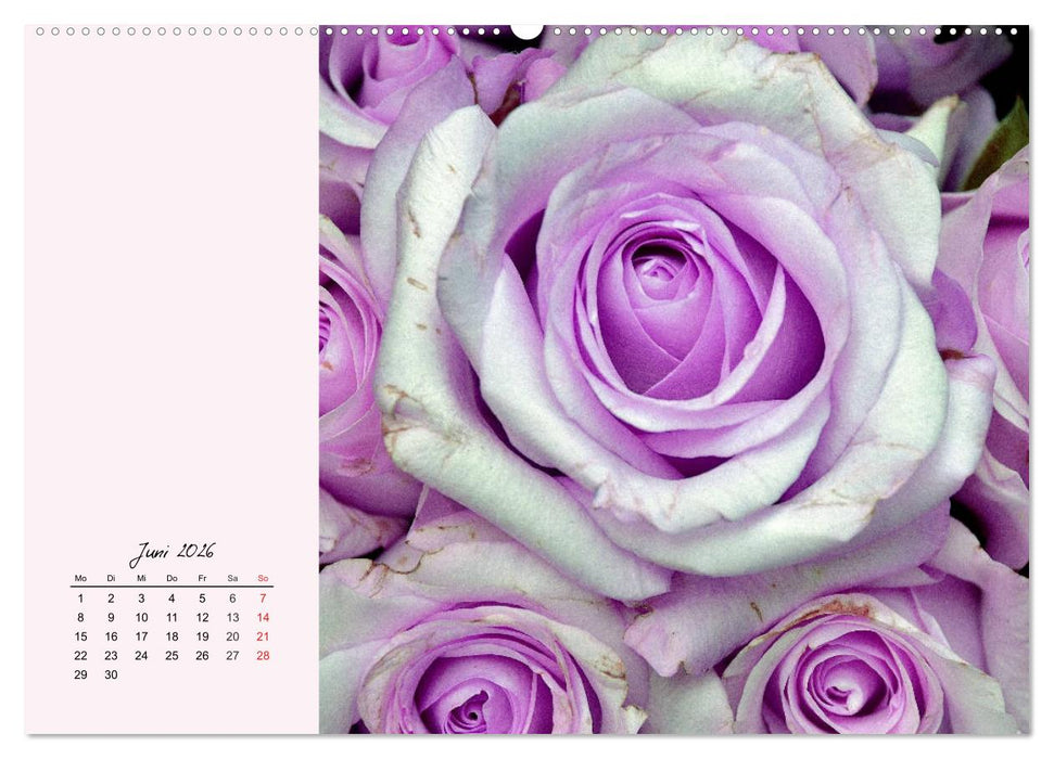 Rosen. Charmante und edle Königinnen (CALVENDO Wandkalender 2026)