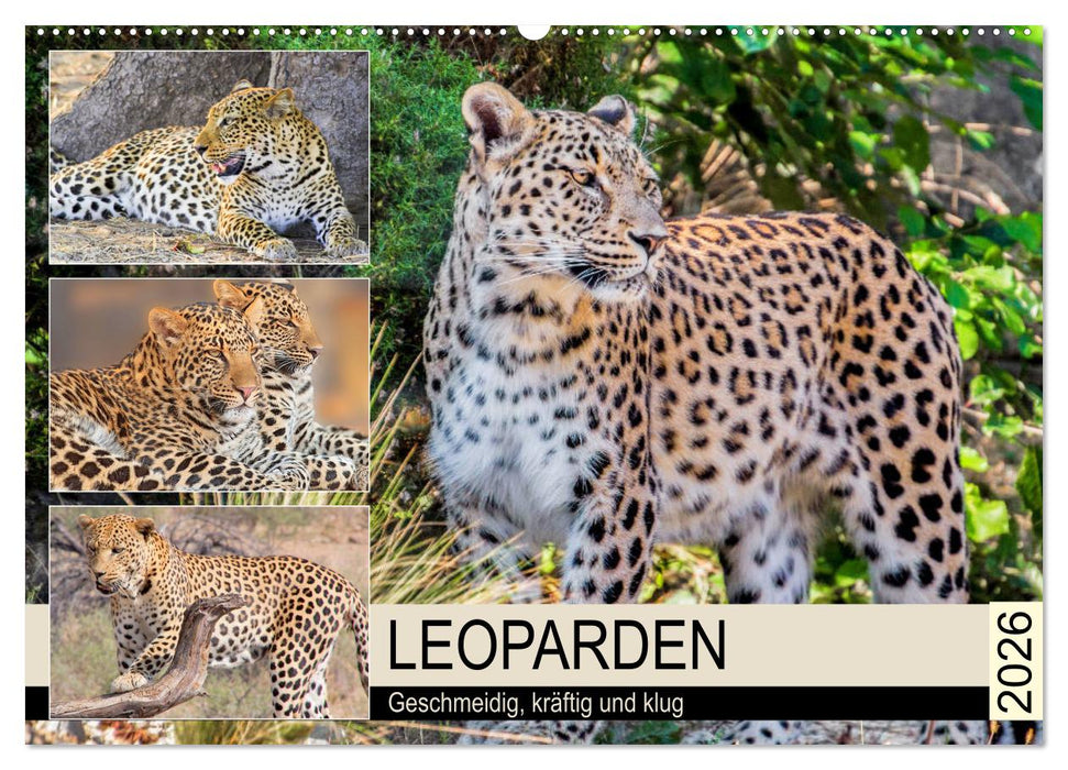 Leoparden. Geschmeidig, kräftig und klug (CALVENDO Wandkalender 2026)