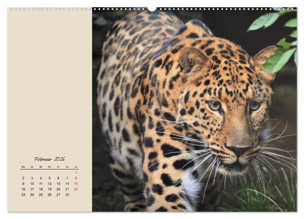 Leoparden. Geschmeidig, kräftig und klug (CALVENDO Wandkalender 2026)