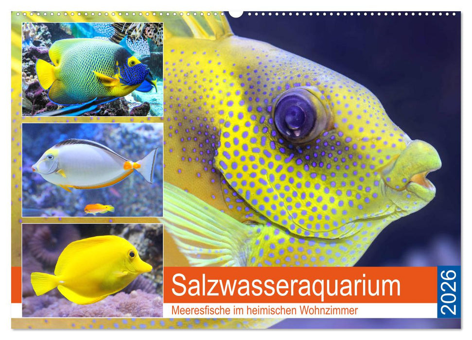 Salzwasseraquarium. Meeresfische im heimischen Wohnzimmer (CALVENDO Wandkalender 2026)