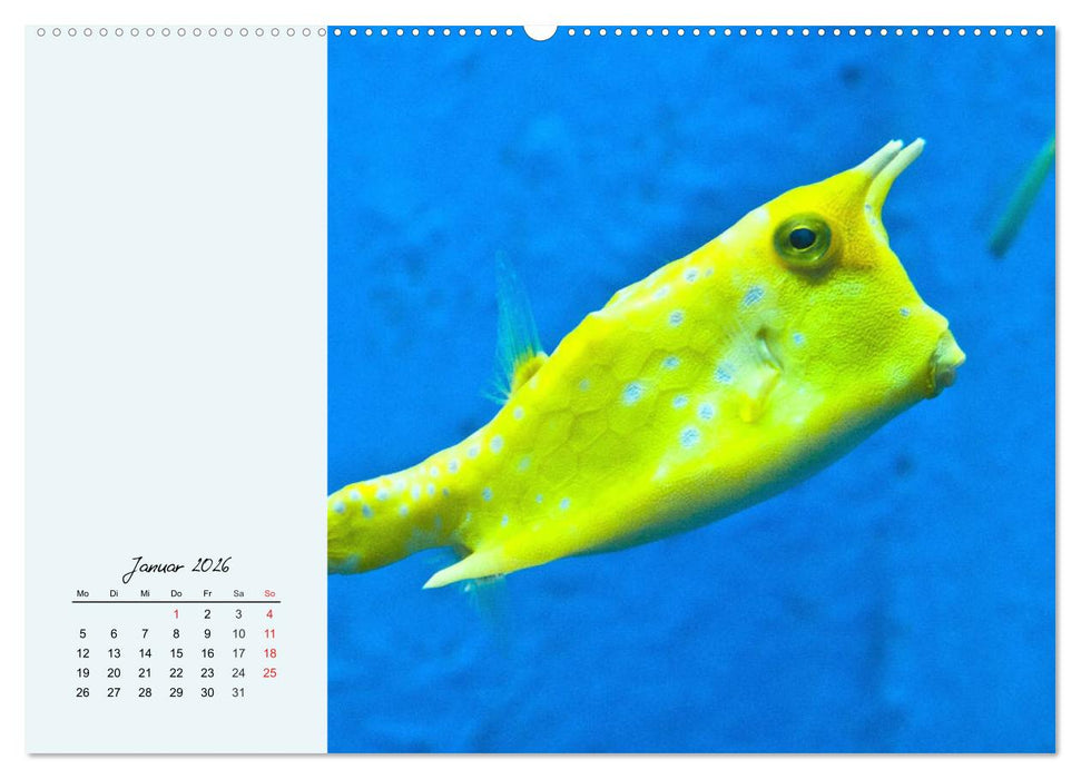 Salzwasseraquarium. Meeresfische im heimischen Wohnzimmer (CALVENDO Wandkalender 2026)