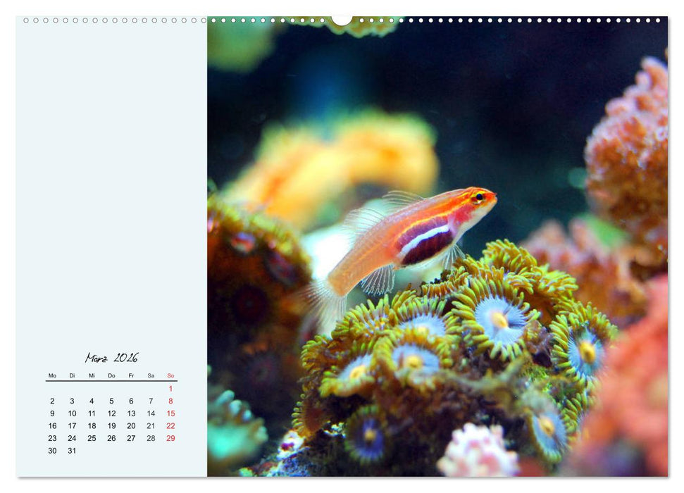 Salzwasseraquarium. Meeresfische im heimischen Wohnzimmer (CALVENDO Wandkalender 2026)