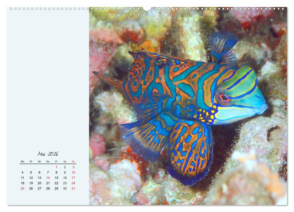 Salzwasseraquarium. Meeresfische im heimischen Wohnzimmer (CALVENDO Wandkalender 2026)
