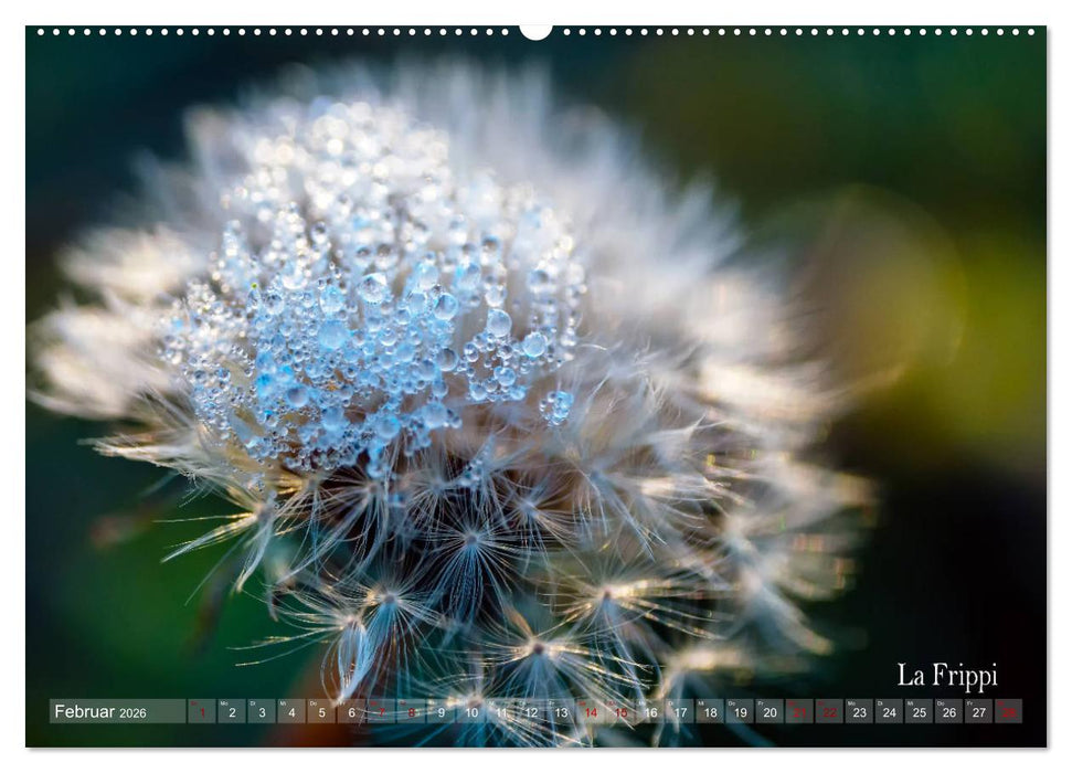 ... die Magie des Morgentaus ... (CALVENDO Wandkalender 2026)