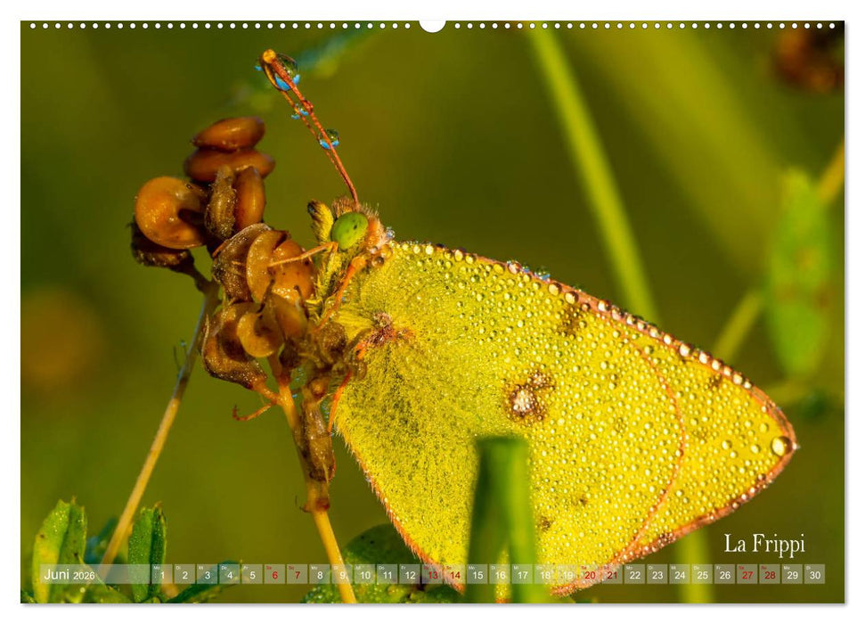 ... die Magie des Morgentaus ... (CALVENDO Wandkalender 2026)