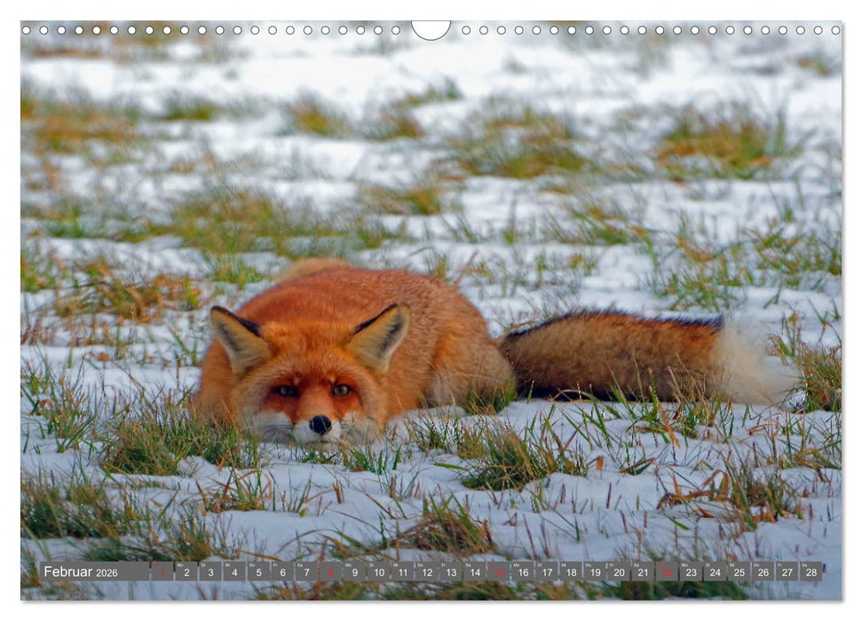 Zauberhafte Schwalm (CALVENDO Wandkalender 2026)