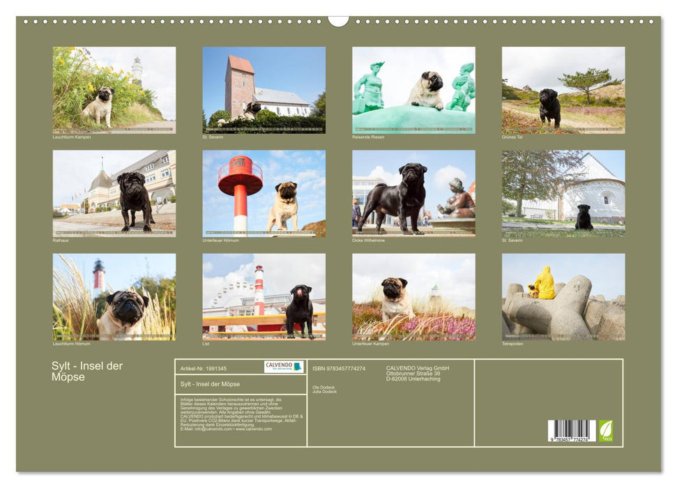Sylt - Insel der Möpse (CALVENDO Wandkalender 2026)