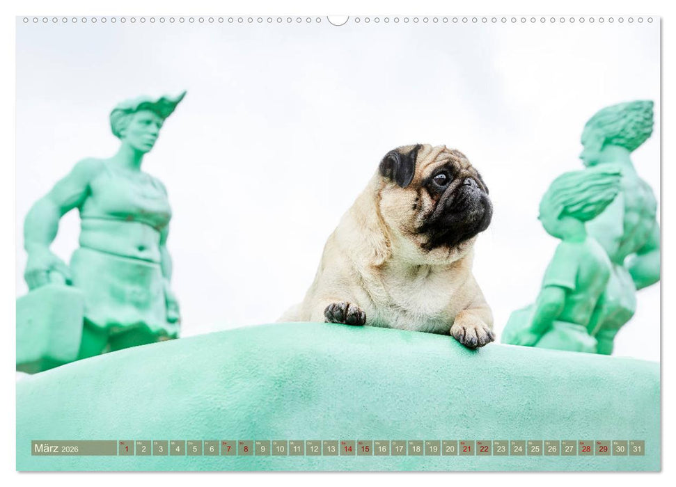 Sylt - Insel der Möpse (CALVENDO Wandkalender 2026)