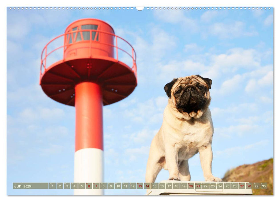 Sylt - Insel der Möpse (CALVENDO Wandkalender 2026)