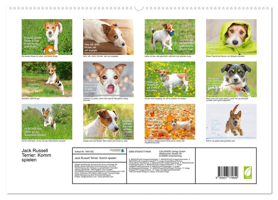 Jack Russell Terrier: Komm spielen (CALVENDO Premium Wandkalender 2026)