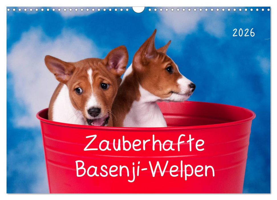Zauberhafte Basenji-Welpen (CALVENDO Wandkalender 2026)