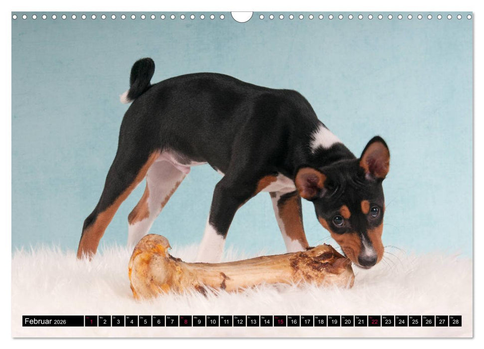 Zauberhafte Basenji-Welpen (CALVENDO Wandkalender 2026)