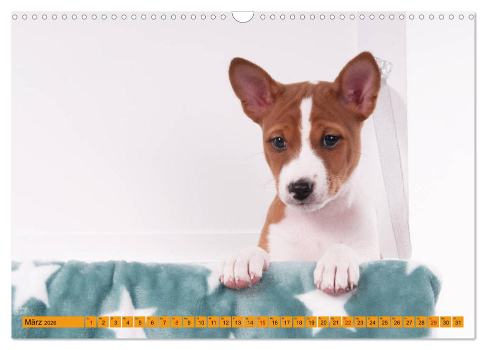 Zauberhafte Basenji-Welpen (CALVENDO Wandkalender 2026)