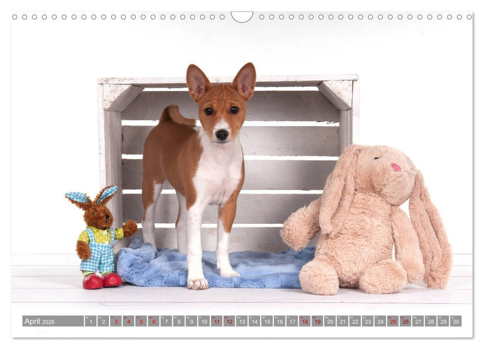 Zauberhafte Basenji-Welpen (CALVENDO Wandkalender 2026)
