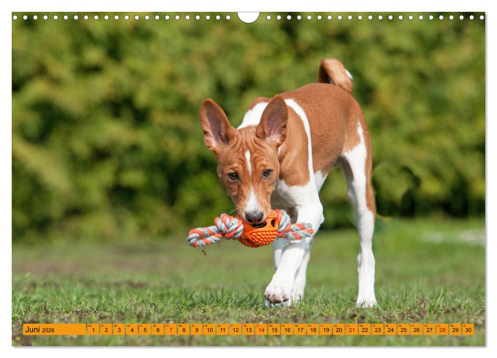 Zauberhafte Basenji-Welpen (CALVENDO Wandkalender 2026)