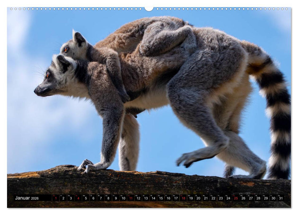 Lemuren die süßen Bewohner Madagaskars (CALVENDO Wandkalender 2026)