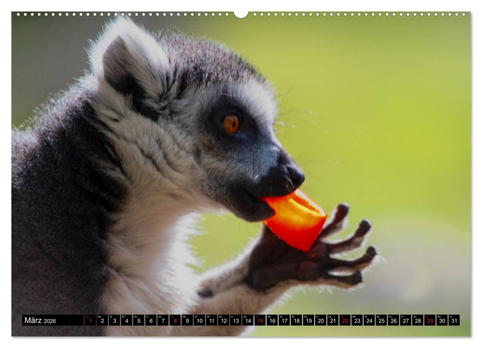 Lemuren die süßen Bewohner Madagaskars (CALVENDO Wandkalender 2026)