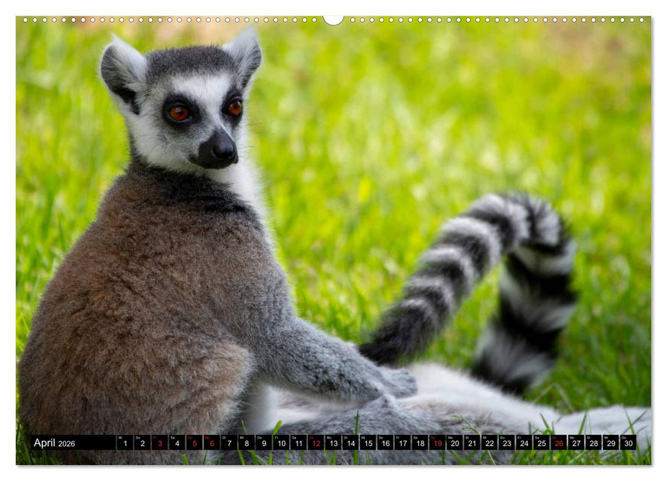 Lemuren die süßen Bewohner Madagaskars (CALVENDO Wandkalender 2026)