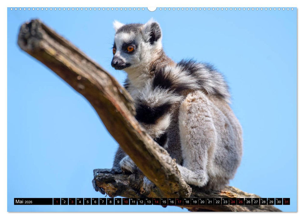 Lemuren die süßen Bewohner Madagaskars (CALVENDO Wandkalender 2026)