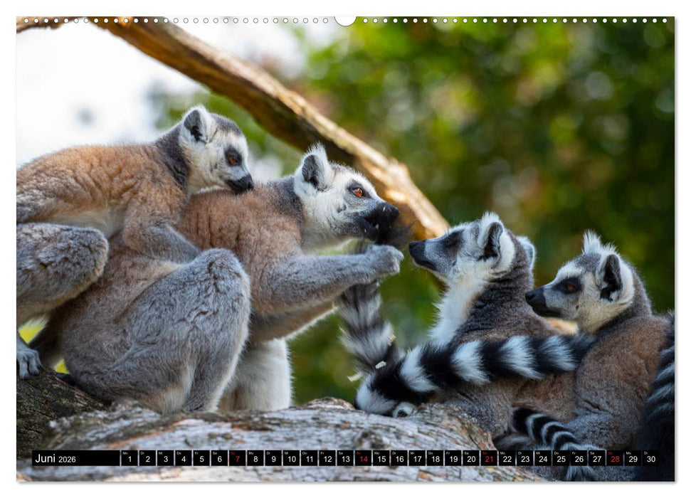 Lemuren die süßen Bewohner Madagaskars (CALVENDO Wandkalender 2026)