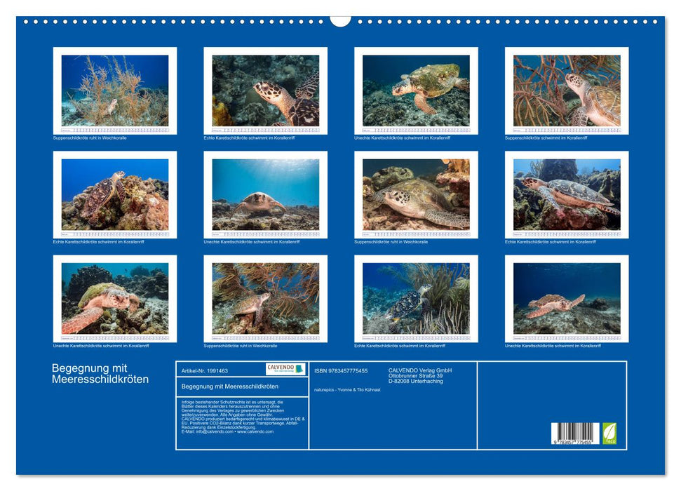 Begegnung mit Meeresschildkröten (CALVENDO Wandkalender 2026)