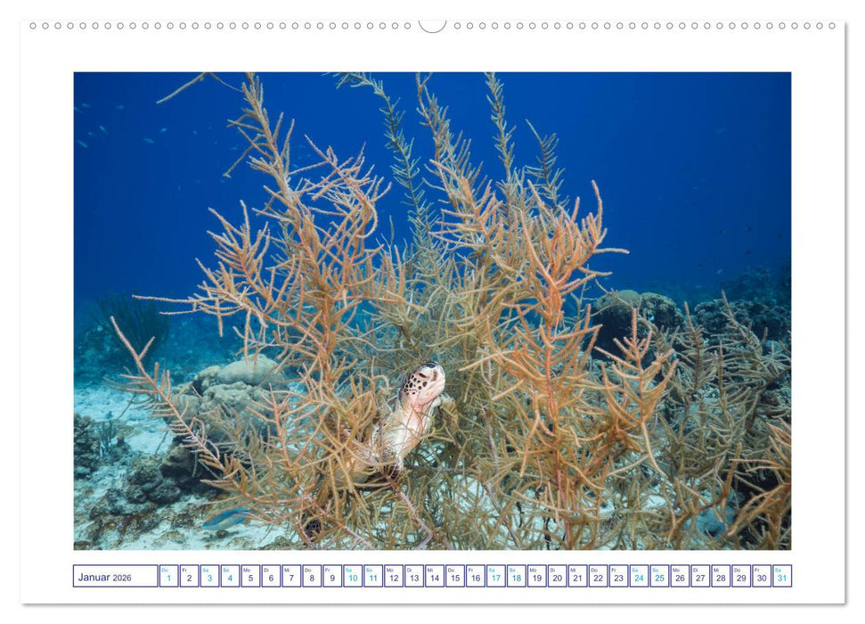 Begegnung mit Meeresschildkröten (CALVENDO Wandkalender 2026)