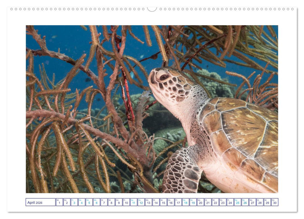 Begegnung mit Meeresschildkröten (CALVENDO Wandkalender 2026)