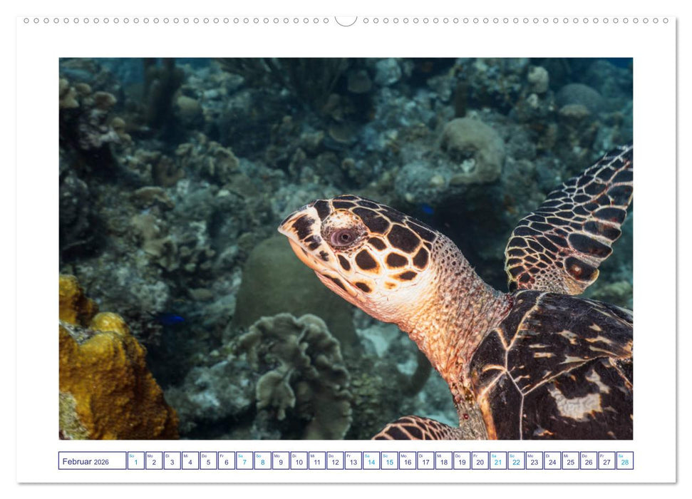 Begegnung mit Meeresschildkröten (CALVENDO Premium Wandkalender 2026)