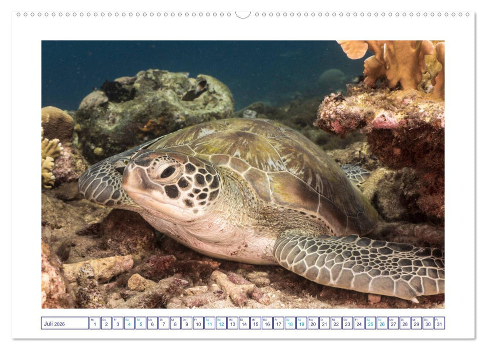 Begegnung mit Meeresschildkröten (CALVENDO Premium Wandkalender 2026)